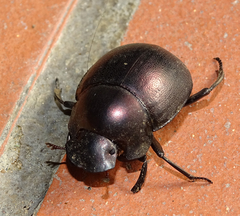 Chalconotus convexus