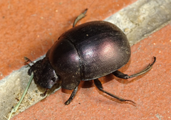 Chalconotus convexus