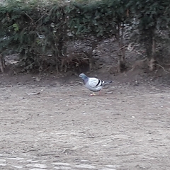 Columba livia domestica