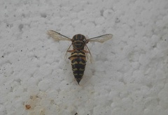 Stictia signata