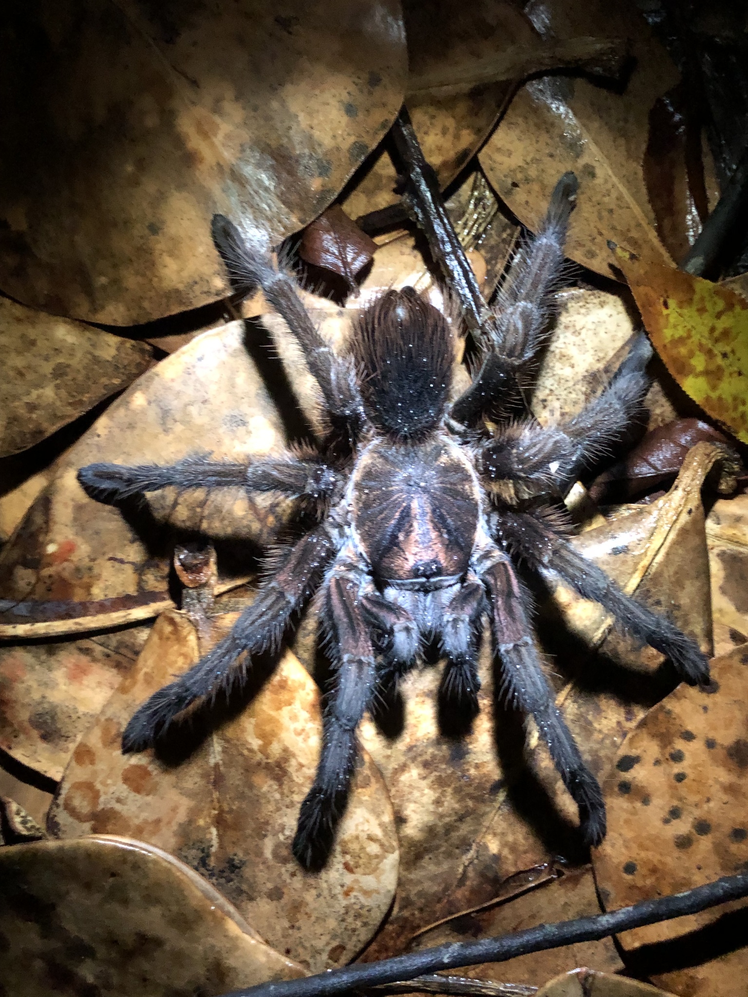 Hispaniolan Giant Tarantula (Phormictopus cancerides) · iNaturalist