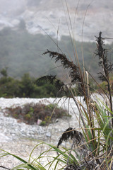 Javan Saw-sedge (Gahnia javanica)
