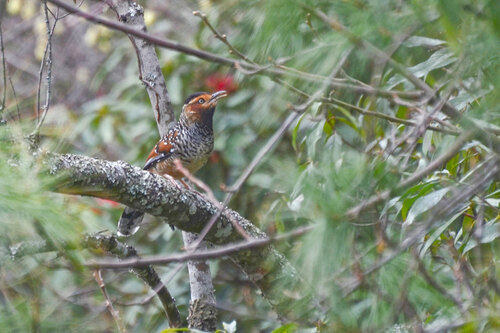 Spotted Laughingthrush (Ianthocincla ocellata), photo 7