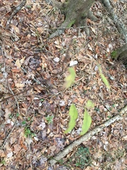 Pycnanthemum albescens