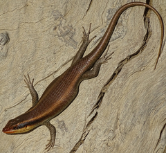 Wahlberg's Striped Skink photo 3