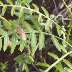 Gonocerus insidiator
