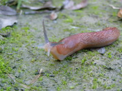Limax dacampi