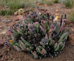 Machairophyllum albidum