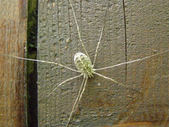 Opilio saxatilis