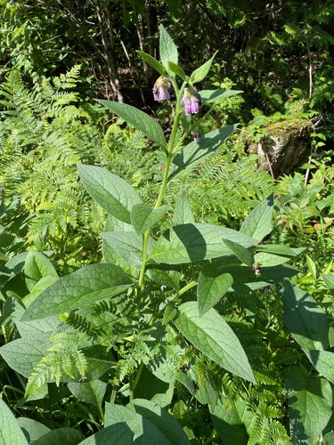 Round Pond Trail