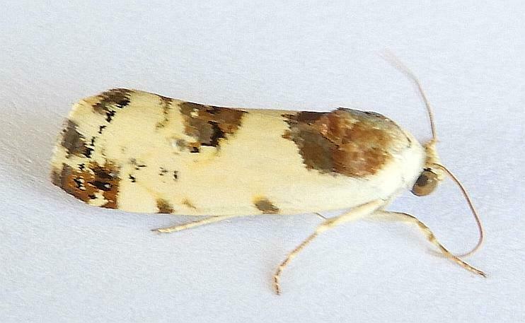 Tarache sedata