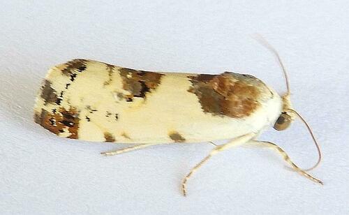 Tarache sedata