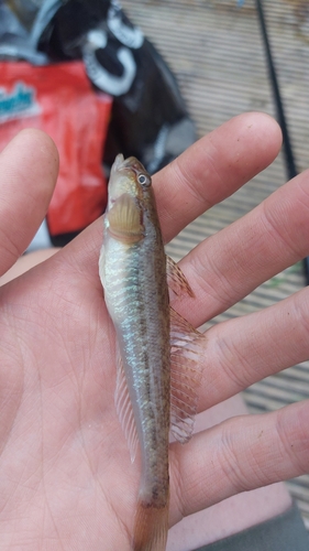 Monkey Goby, 8152 Lemelerveld, Nederland, photo 5 of 10