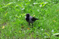 Corvus cornix
