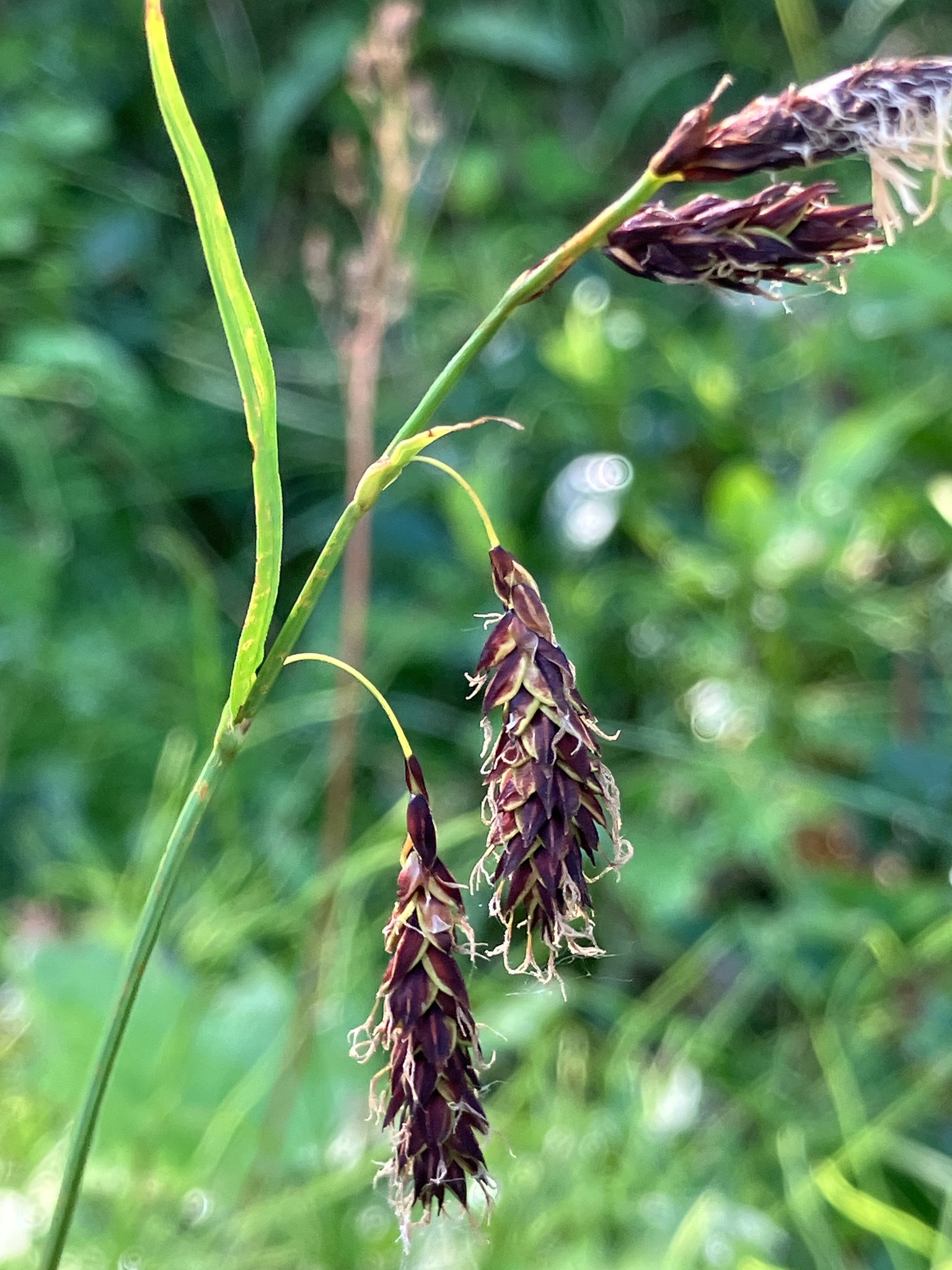 Carex podocarpa