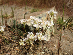 Allium lacunosum
