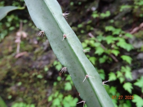 Image of Selenicereus Atropilosus (Selenicereus atropilosus) by (c) Abraham Sánchez Romero, some rights reserved (CC BY)