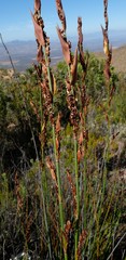 Elegia galpinii
