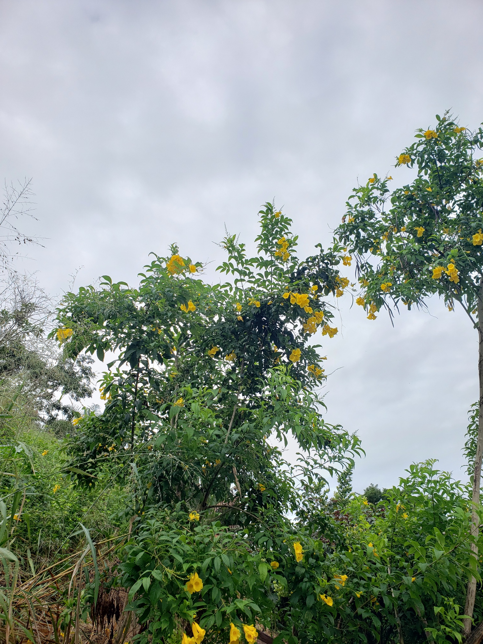 Tecoma stans