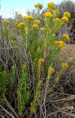 Helichrysum hamulosum