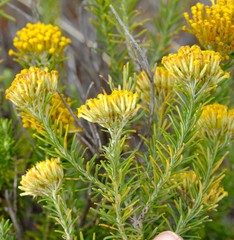 Helichrysum hamulosum