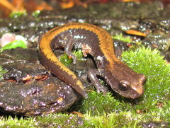 Plethodon larselli