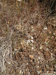 Hesperolinon congestum