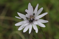 Scorzonera purpurea