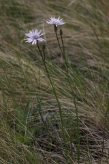 Scorzonera purpurea