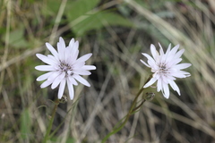 Scorzonera purpurea