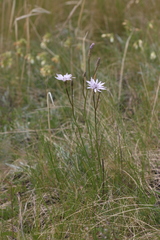 Scorzonera purpurea