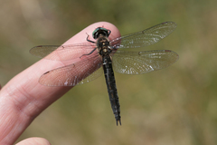Somatochlora alpestris