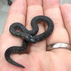 Atractus crassicaudatus