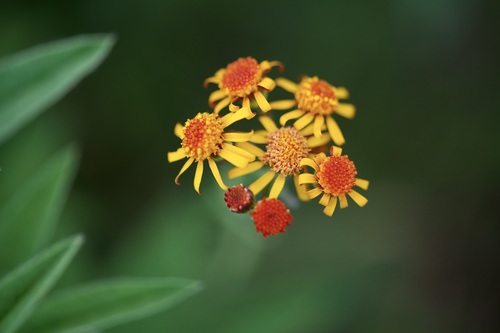 Image of Packera crocata by (c) Lisa Mainz, some rights reserved (CC BY)
