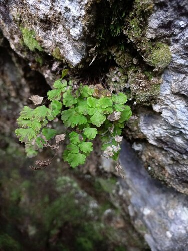 Adiantum sulphureum, photograph 5