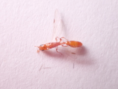 Pseudomyrmex pallidus
