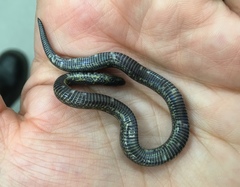 Atractus crassicaudatus