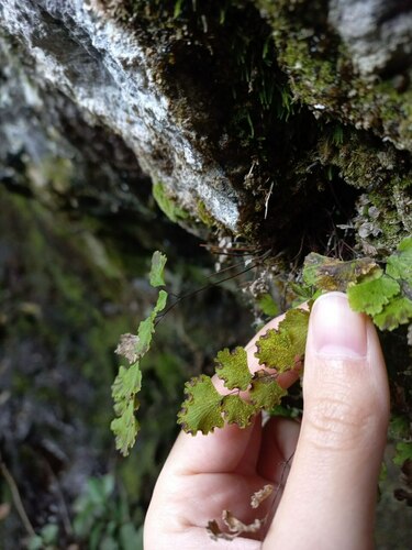 Adiantum sulphureum, photograph 6