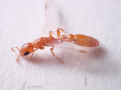 Pseudomyrmex pallidus