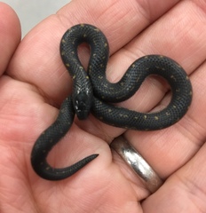 Atractus crassicaudatus