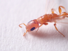 Pseudomyrmex pallidus