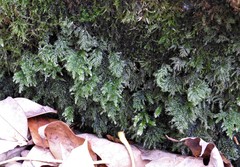 Thamnobryum alleghaniense