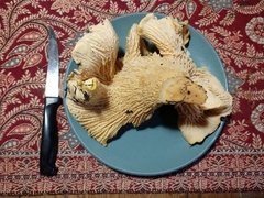 Cantharellus californicus