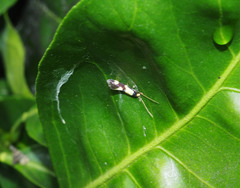 Opogona comptella