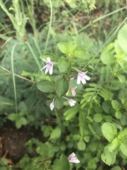 Dyschoriste burchellii