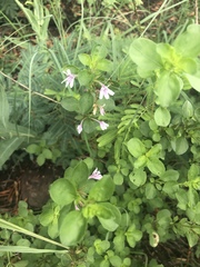 Dyschoriste burchellii