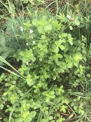 Dyschoriste burchellii