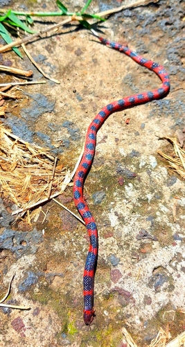 Coral Earth Snake