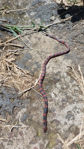 Coral Earth Snake