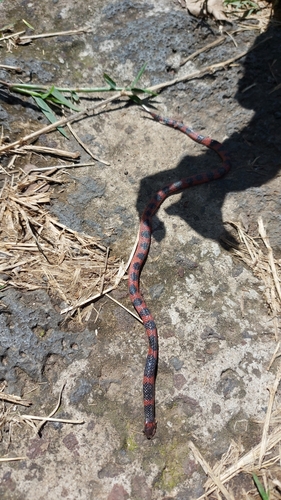 Coral Earth Snake